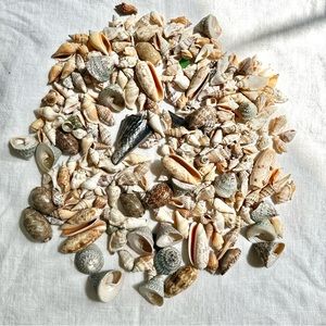 1LB 15oz Premium Seashells